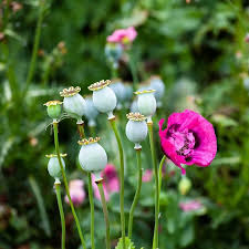 Papaver somniferum