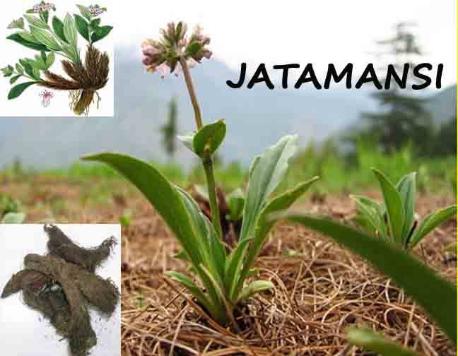 Nordostachys Jatamans