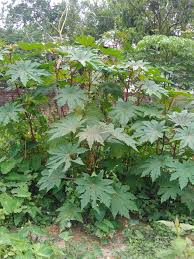 Ricinus communis