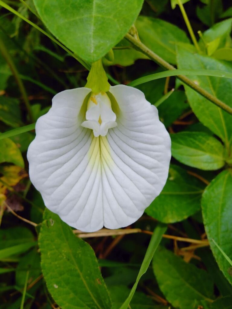 Convolvulus Pluricaulis