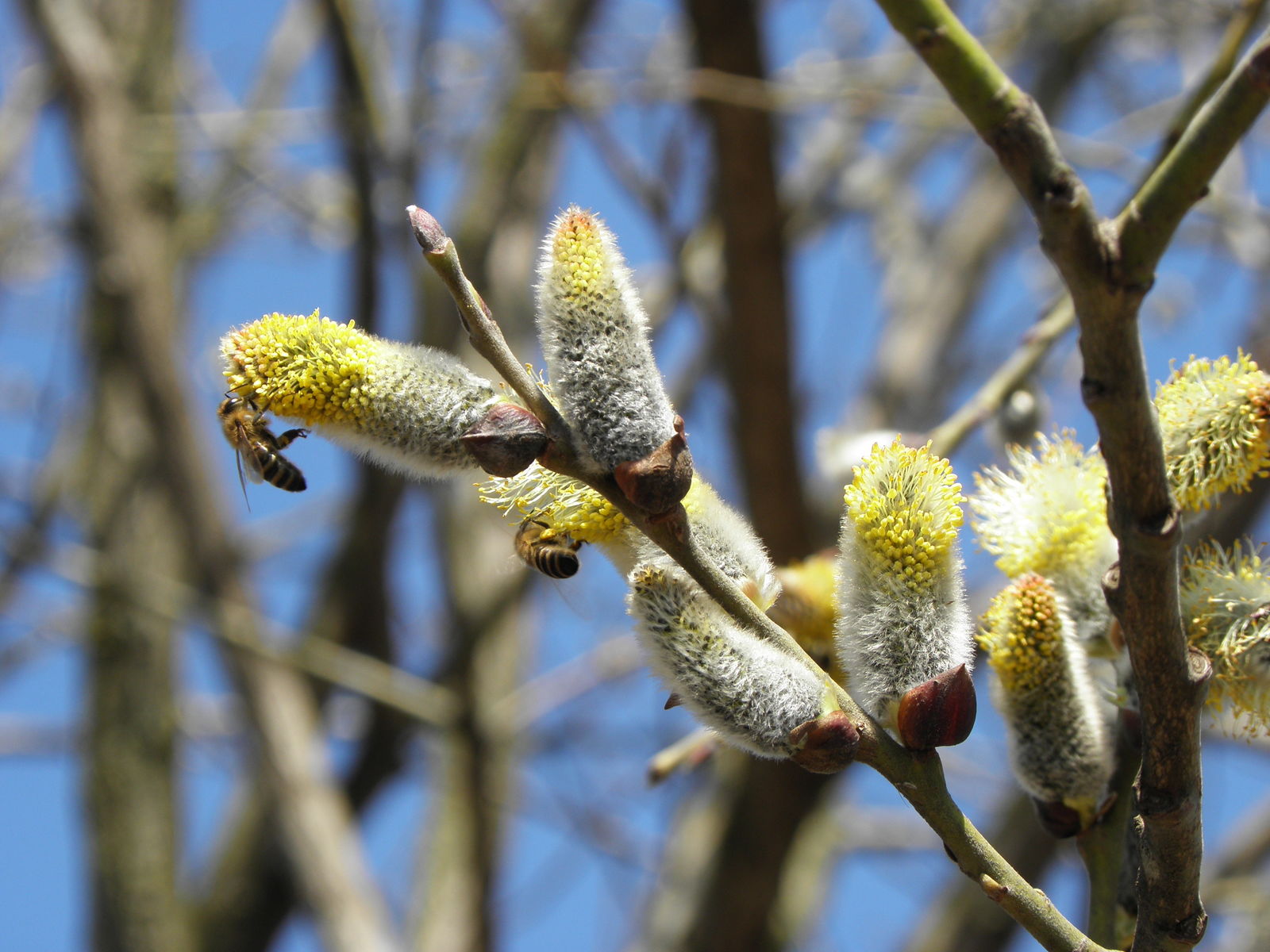 Salix caprea